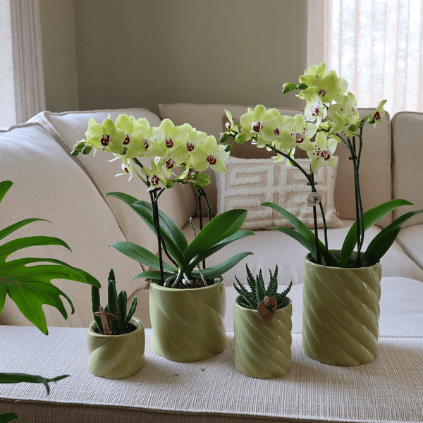Candy Dekotopf hoch Grün Ø9cm – runder Keramik Übertopf in frischem Grün – fröhliches Design für Orchideen & Zimmerpflanzen
