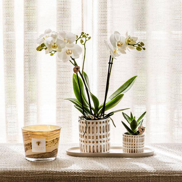 Mosaic Decorative Pot – Ø9cm – Elegant Flower Pot with Golden Mosaic Details – Planter for Succulents & Small Plants