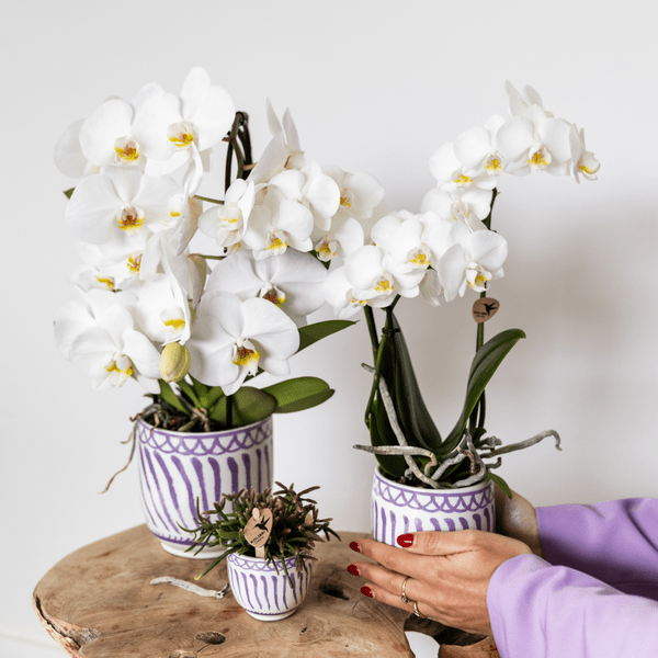 Topf Granada Flieder – Ø9cm – Keramik Blumentopf im mediterranen Stil – Hochglänzender Dekotopf für Zimmerpflanzen, Sukkulenten & Kräuter