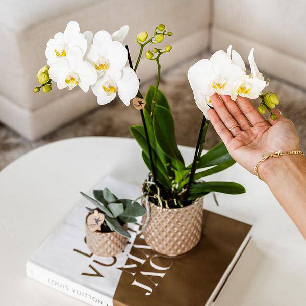 Diamant Perle Dekotopf – Sand – Ø9cm – Blumentopf in Steinoptik – Eleganter Dekotopf für Zimmerpflanzen, Sukkulenten & Kakteen