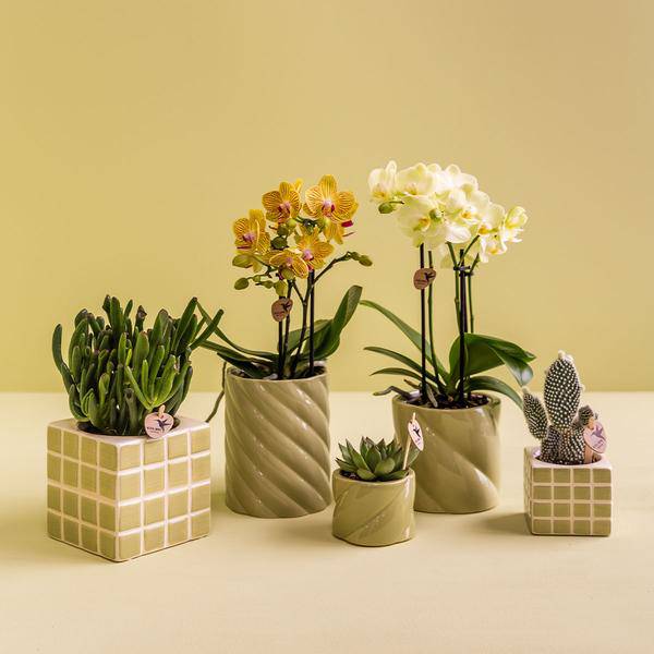 Candy Dekotopf hoch Grün Ø9cm – runder Keramik Übertopf in frischem Grün – fröhliches Design für Orchideen & Zimmerpflanzen