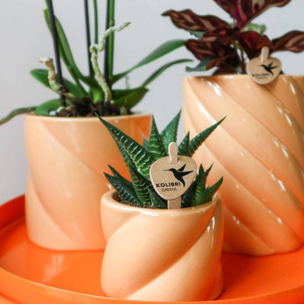 Candy Blumentopf Hoch Pfirsich Ø9cm – Keramiktopf in Form – Pflanzentopf für Orchideen, Grünpflanzen & Sukkulenten