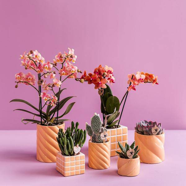 Candy Blumentopf Hoch Pfirsich Ø9cm – Keramiktopf in Form – Pflanzentopf für Orchideen, Grünpflanzen & Sukkulenten