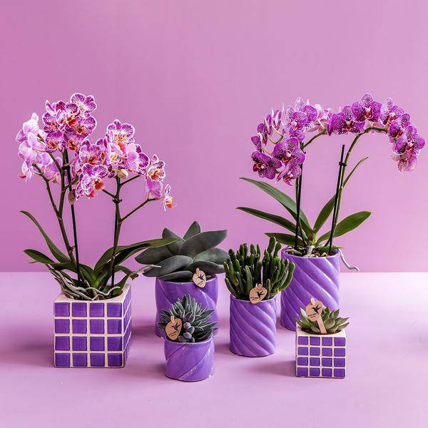 Candy Blumentopf Flieder Ø9cm – Keramiktopf in runder Form – Pflanzentopf für Orchideen, Sukkulenten & Grünpflanzen