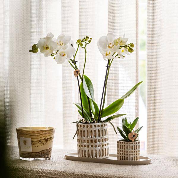 Mosaic Decorative Pot – Ø9cm – Elegant Flower Pot with Golden Mosaic Details – Planter for Succulents & Small Plants