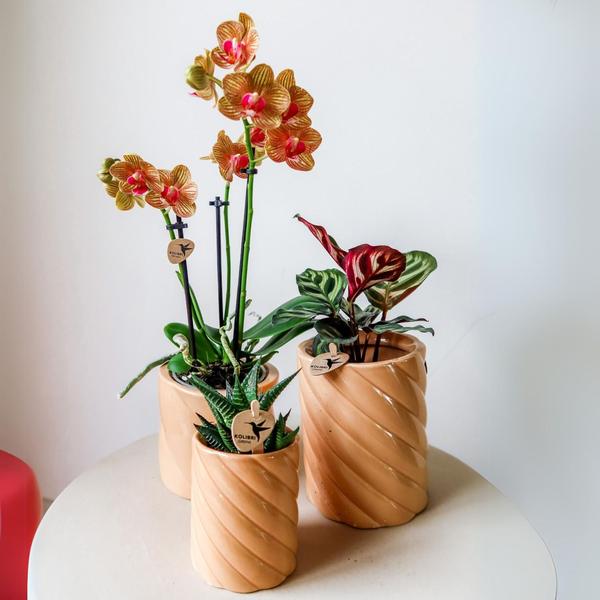 Candy Blumentopf Hoch Pfirsich Ø9cm – Keramiktopf in Form – Pflanzentopf für Orchideen, Grünpflanzen & Sukkulenten