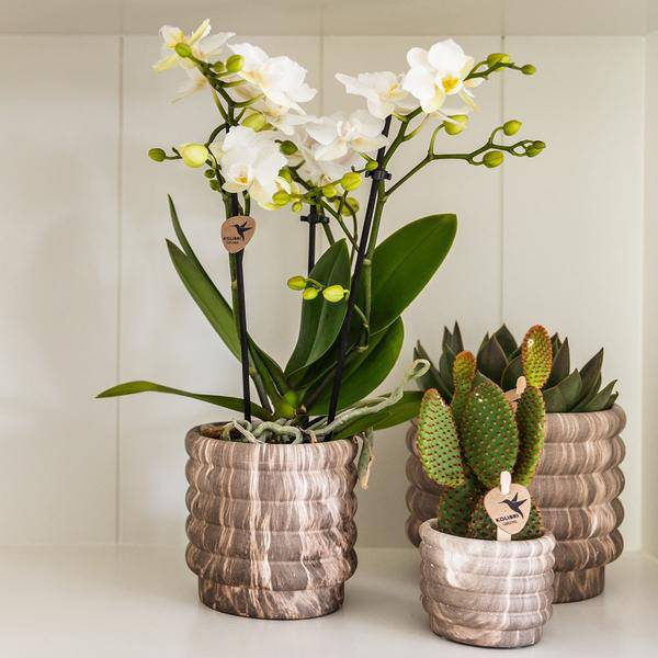 Marble Pot Dark – Ø6cm – Ceramic Flower Pot with Elegant Marble Look – Mini Decorative Pot for Small Houseplants, Succulents & Cacti