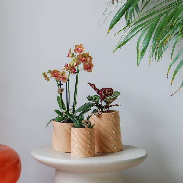 Candy Blumentopf Hoch Pfirsich Ø9cm – Keramiktopf in Form – Pflanzentopf für Orchideen, Grünpflanzen & Sukkulenten