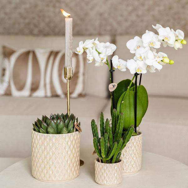 Diamant Perle Dekotopf – Travertin – Ø6cm – Blumentopf in Steinoptik – Eleganter Dekotopf für Zimmerpflanzen, Kakteen & Sukkulenten