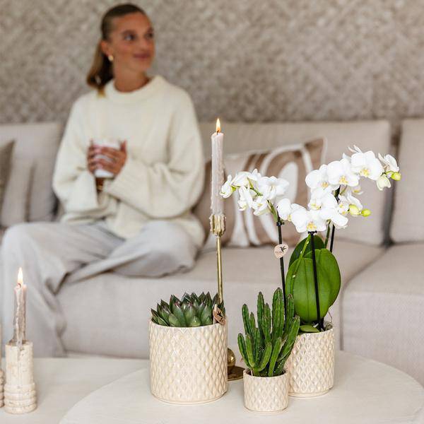 Diamant Perle Dekotopf – Travertin – Ø6cm – Blumentopf in Steinoptik – Eleganter Dekotopf für Zimmerpflanzen, Kakteen & Sukkulenten